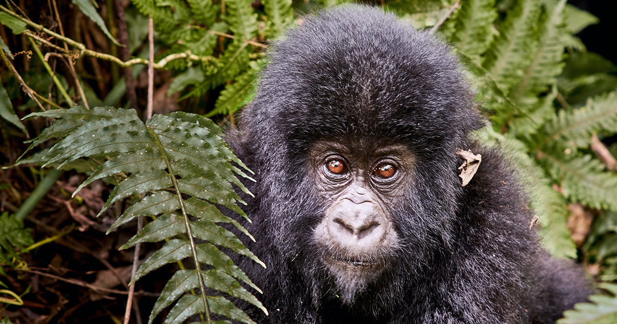 Gorilla Trekking Safari