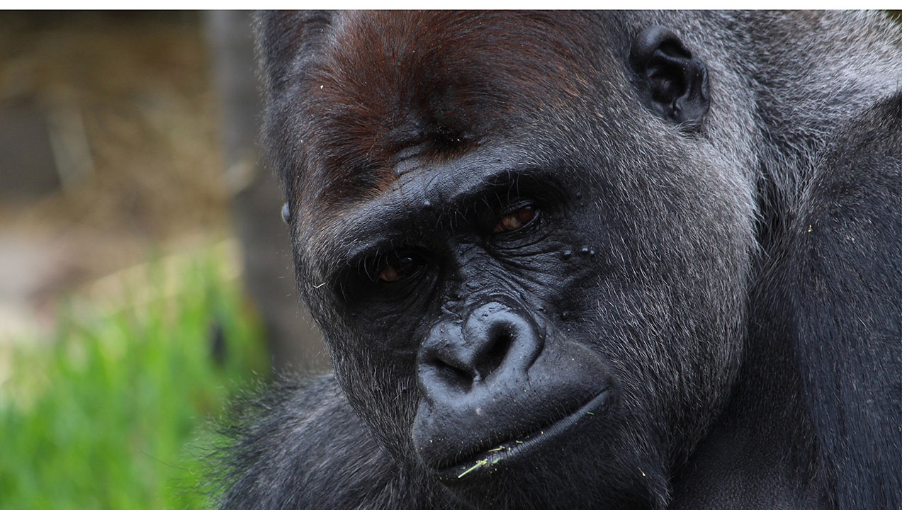 Gorilla Naming Ceremony