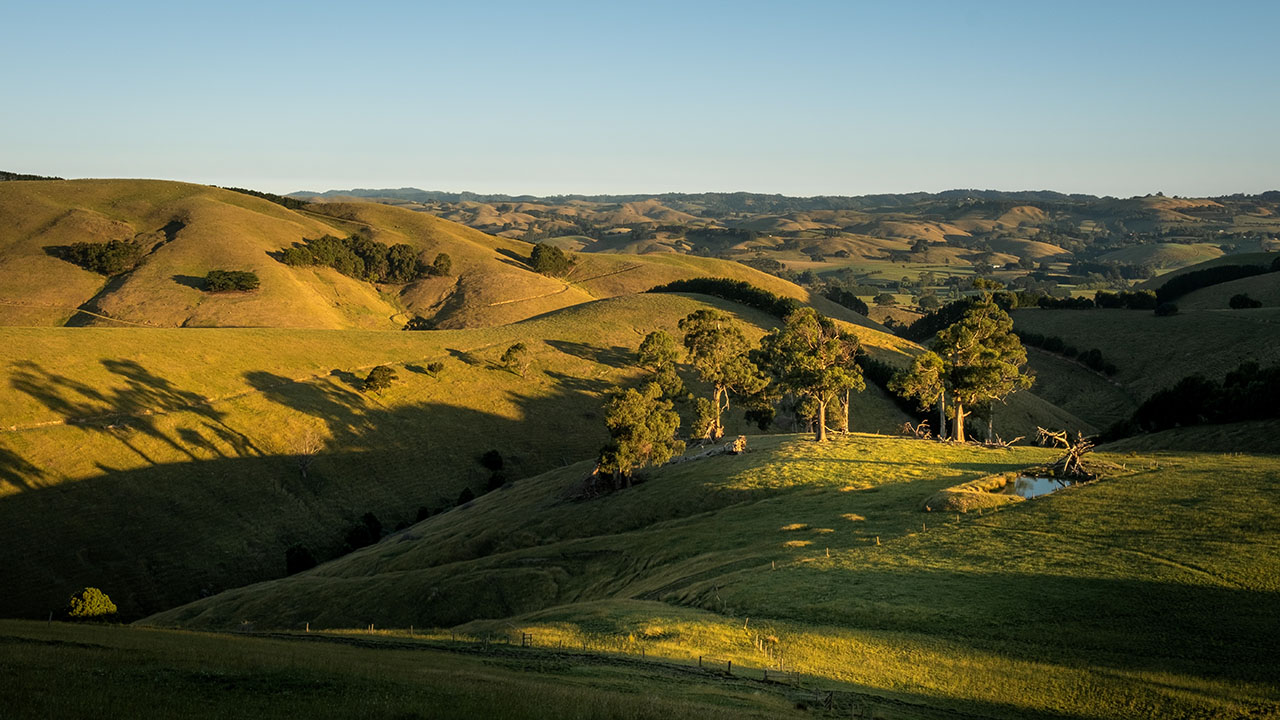 Witnessing the Majestic Primates