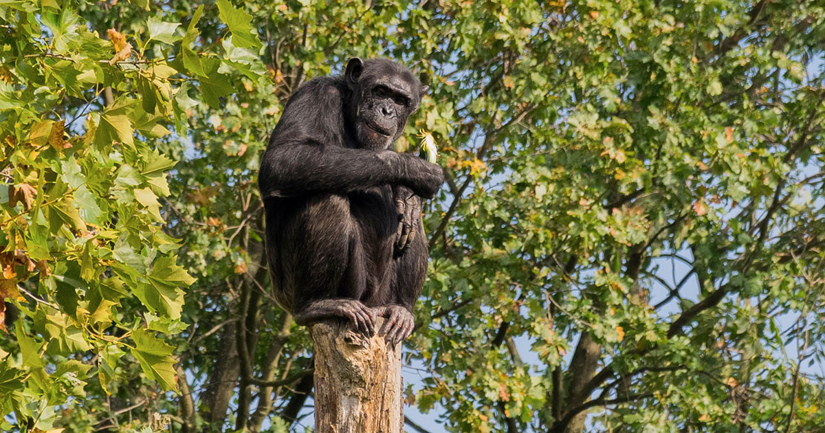 Breathtaking Beauty of Virunga National Park