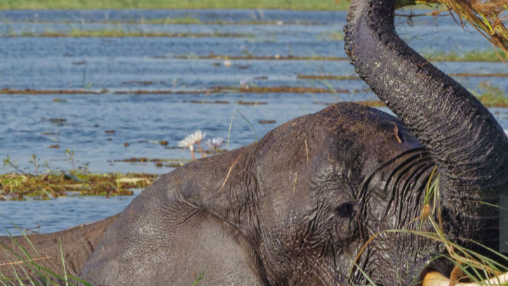 An elephant grazing on the savannah plains of Murchison Falls National Park.