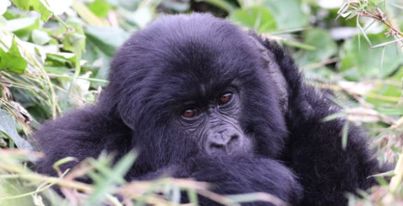 Top 10 Honeymoon Safari Destinations in Africa