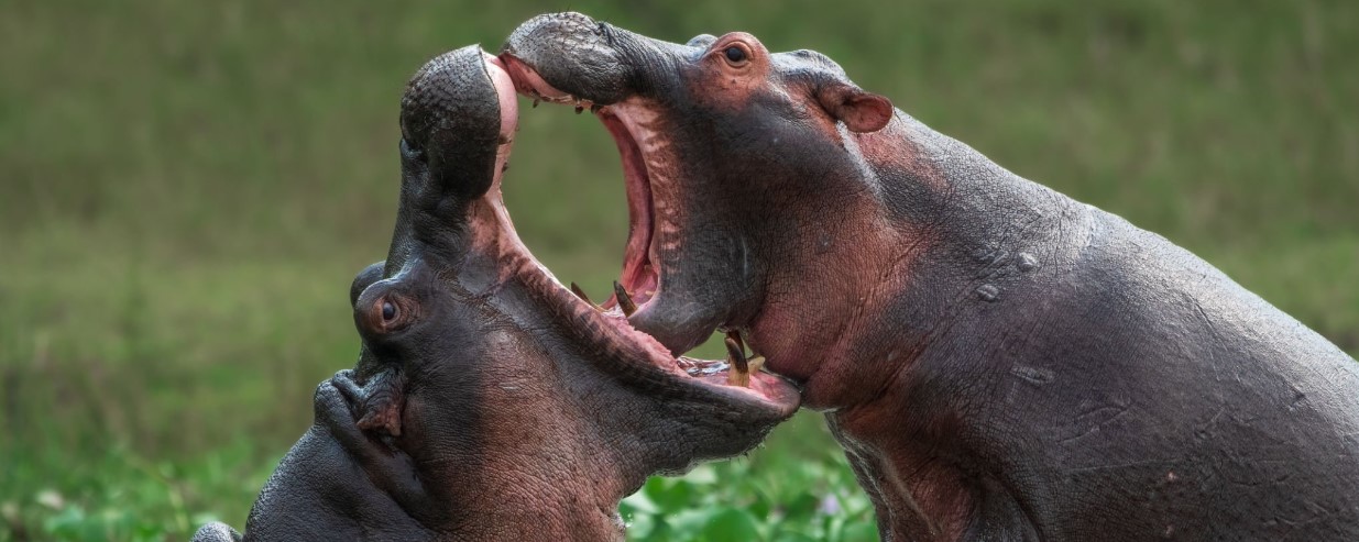 Animals To See In Queen Elizabeth National Park