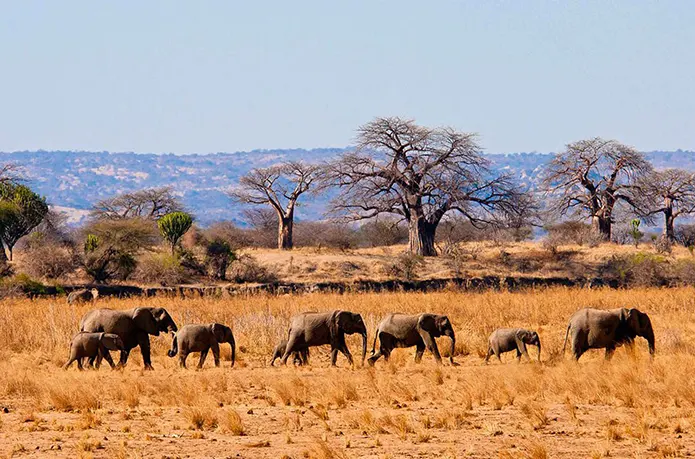 Top 10 Safari Destinations To visit in Tanzania 2025