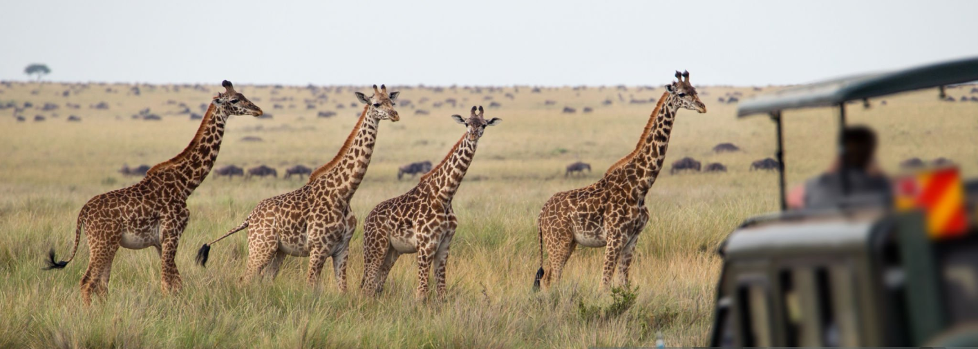 Can I do a budget safari in both?