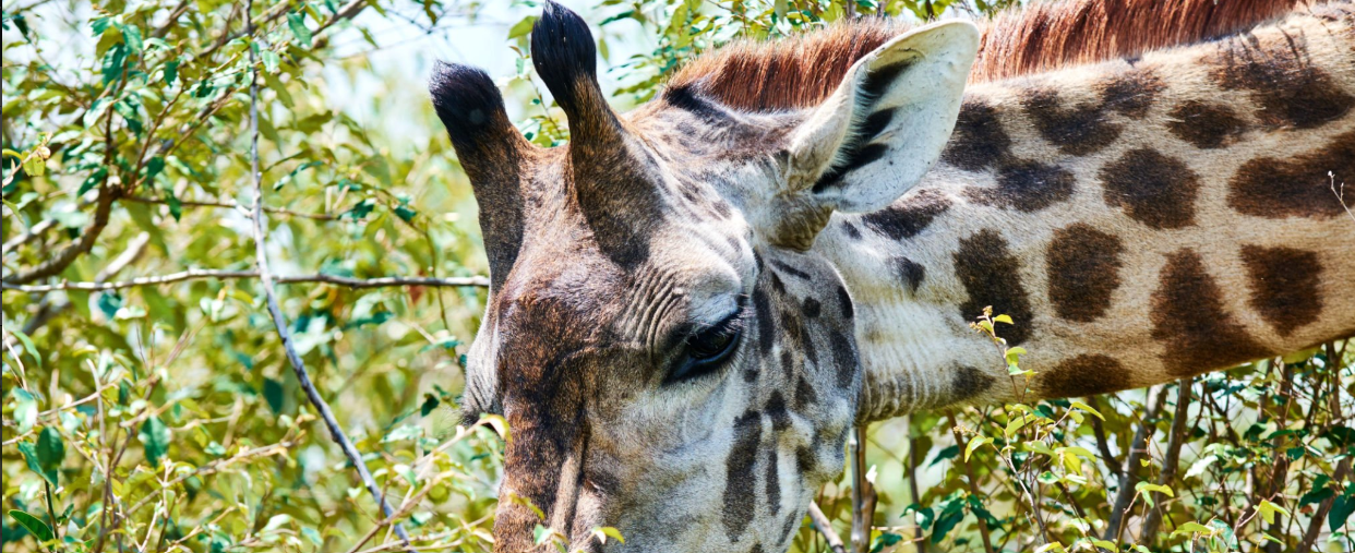 Can I visit Rwanda and Tanzania together?