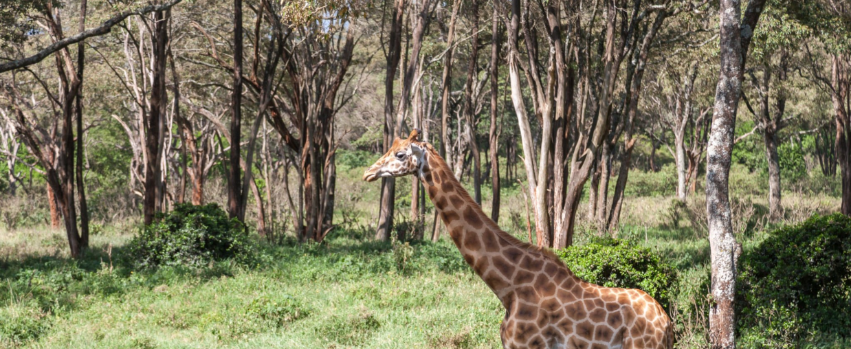 How much is an East Africa safari?