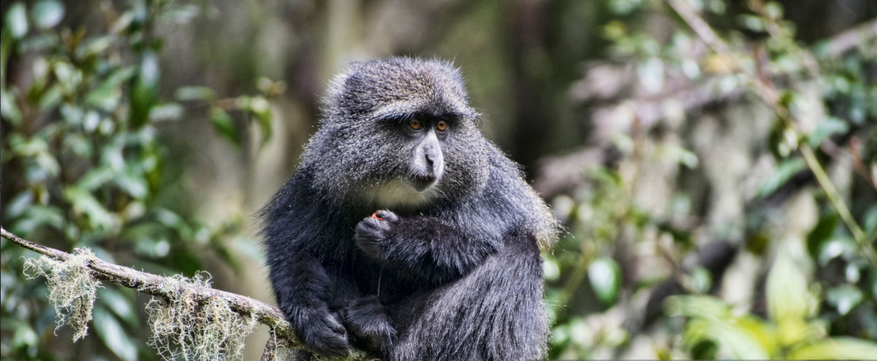 Can I see gorillas and Kilimanjaro in one trip?