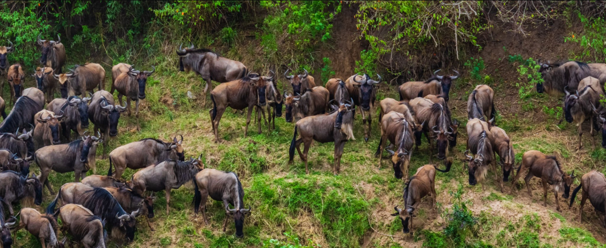 What is the Wildebeest Migration route?