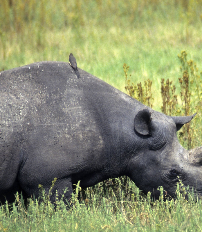 Can I see rhinos in Ngorongoro?