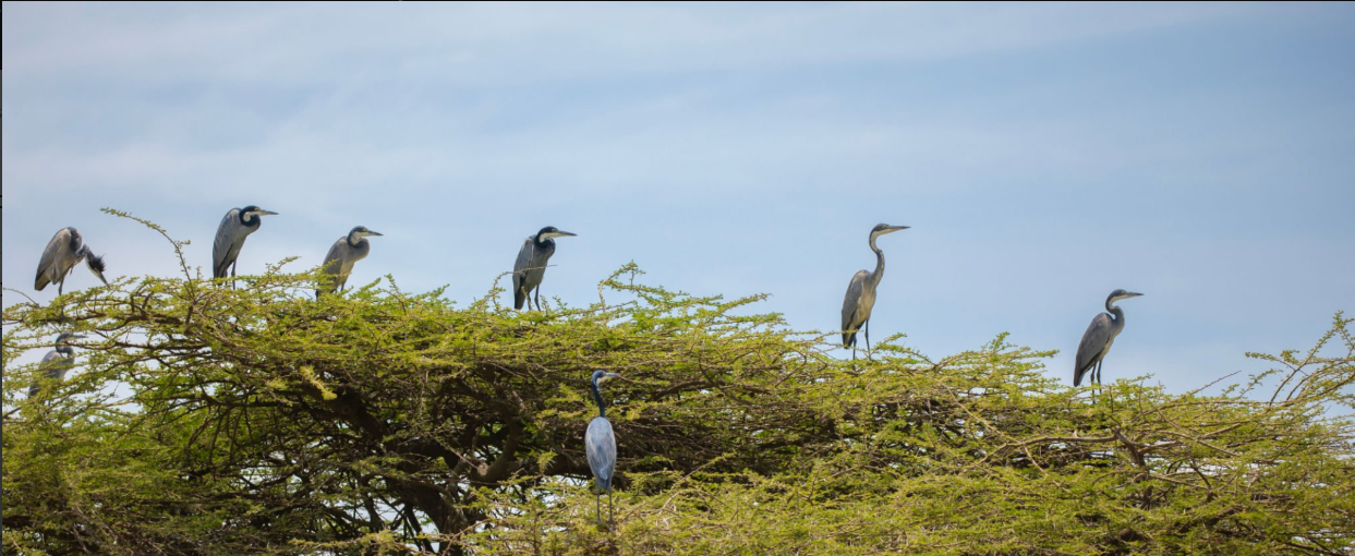 Best Tanzania birdwatching spots?