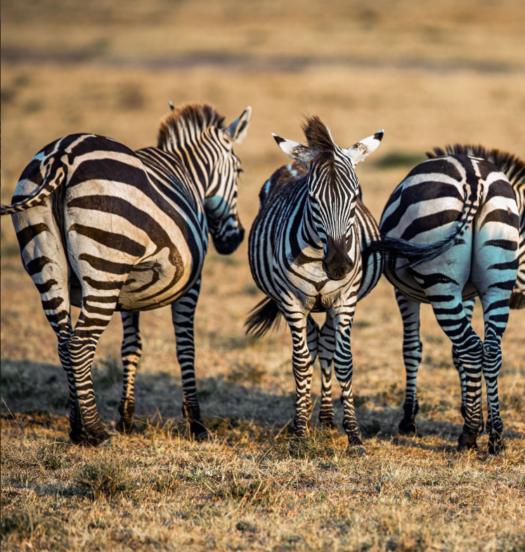 What plugs are used in Rwanda and Tanzania?