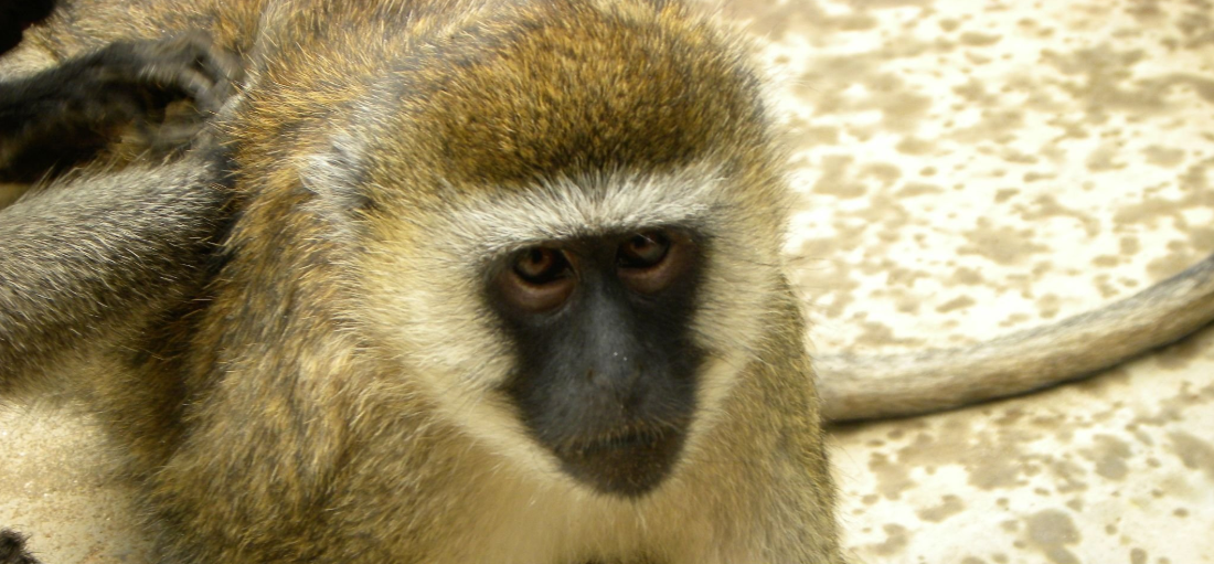 What is the internet speed in Rwanda and Tanzania?